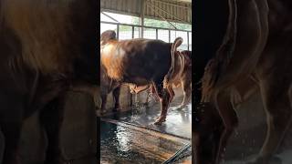 Download lagu Hefty Sahiwal bulls getting a refreshing shower while the barn floor gets a satisfying deep clean 💦 mp3 Download lagu Hefty Sahiwal bulls getting a refreshing shower while the barn floor gets a satisfying deep clean 💦 mp3