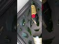 Smashed Moët Chandon Bottle Art Shorts