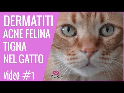 Quello che toglie un organismo da parassiti Medicine per vermi a cuccioli