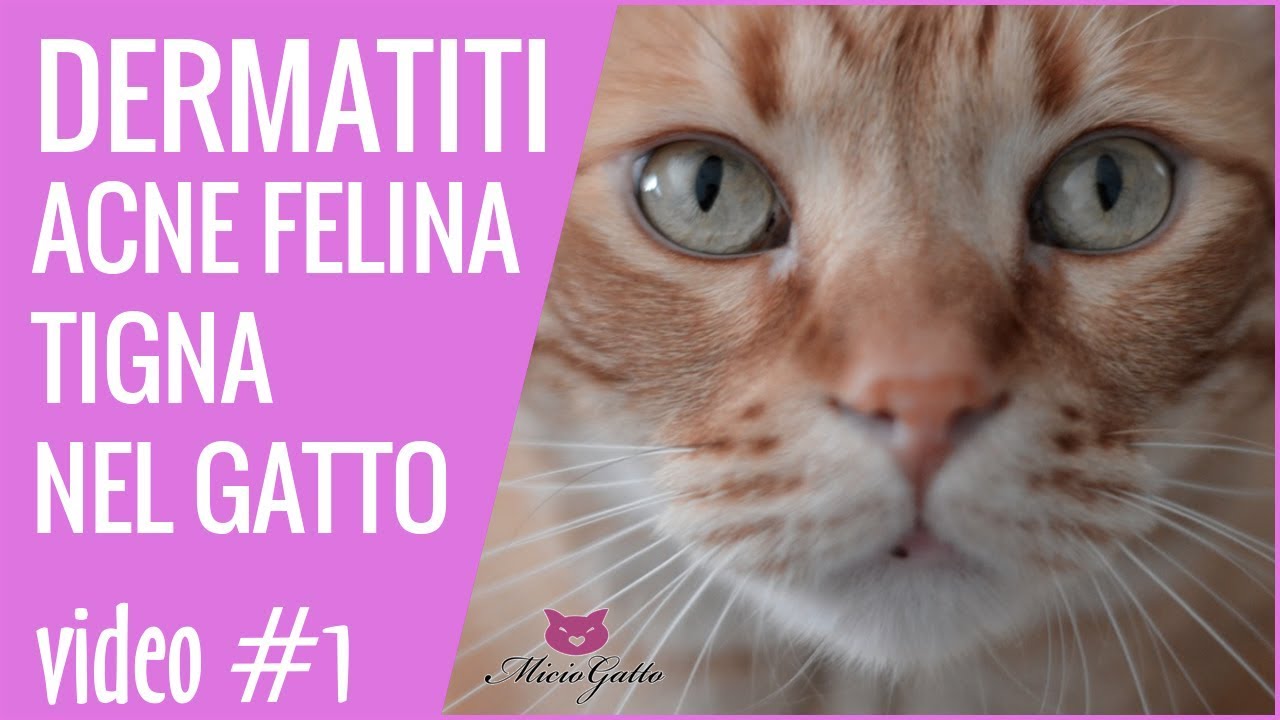 Dermatiti, acne felina, tigna nel gatto - 1 parte!
