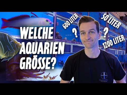 Aquariengrößen für FISCHE - Kategorien im Meerwasseraquarium * PlanktonPlus Aquaristik *