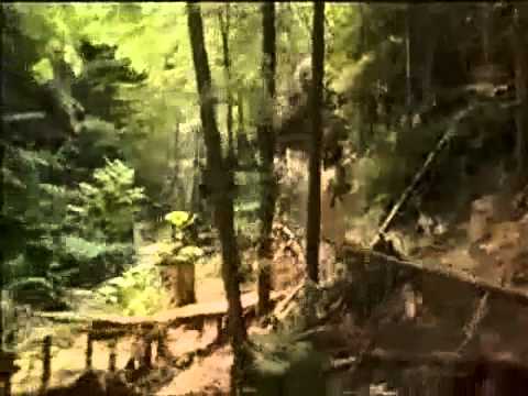 VIVA Bikes ~ Full of Energy and Power!!