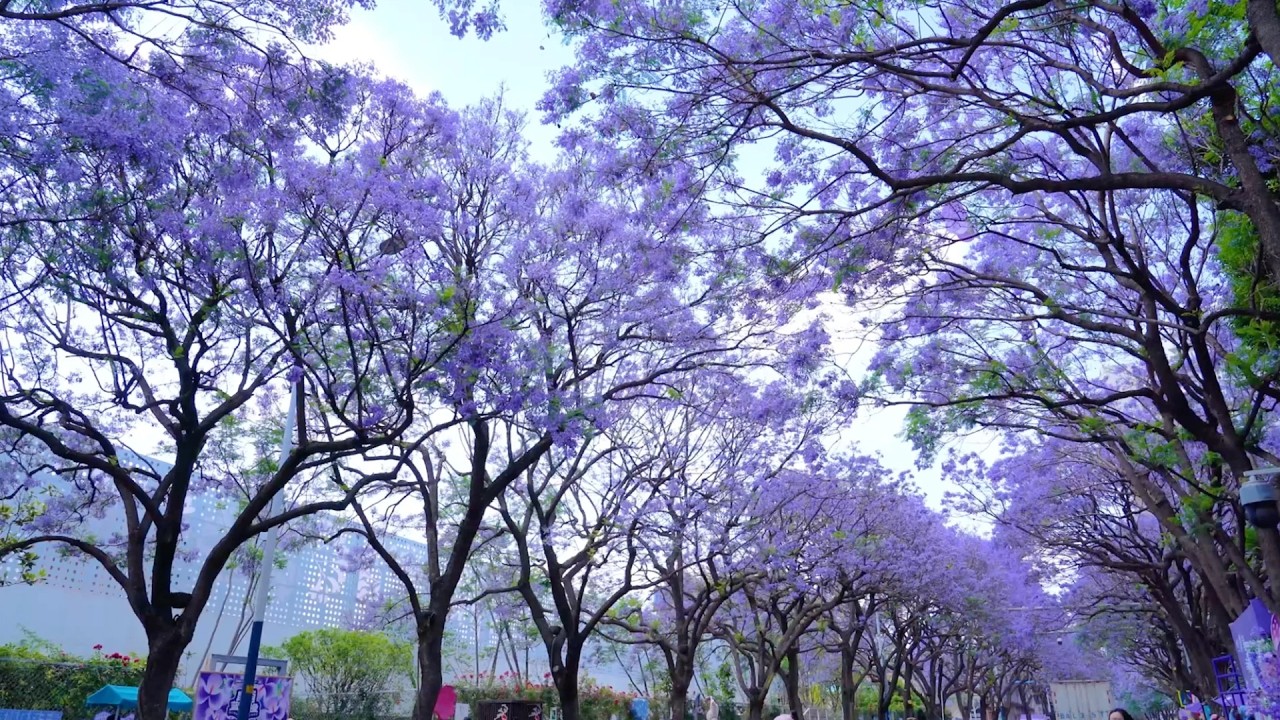 Kunming florece de cara al feriado por el Día Internacional de los Trabajadores