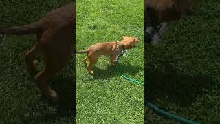 Dog 🐶 drinking out the sprinkler