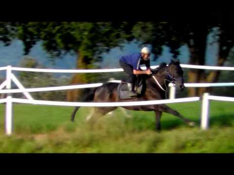 Wild Type at Summerveld