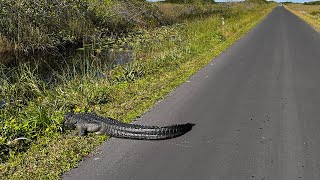 Walking 3 Hours in Florida Everglades National Park, Shark Valley | Next to Alligators!