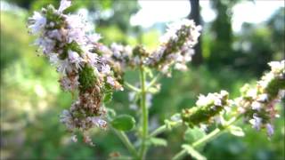 preview picture of video 'Apple mint (Mentha suaveolens) / Woolly mint - 2013-08-23'