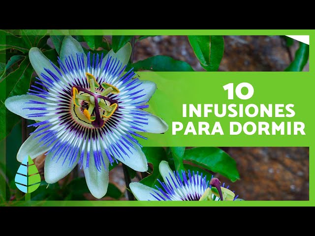 Vídeo relacionado con Infusión relajante para dormir - 20 bolsitas biodegradables - Peso neto 40gr