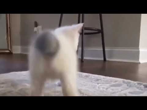 Matstubs x Rfen-osiris |De frente para trás