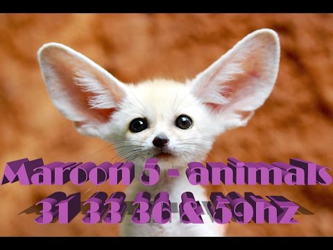 Animals by Maroon 5 (Down 1 tone) 31,33,36,59 hz