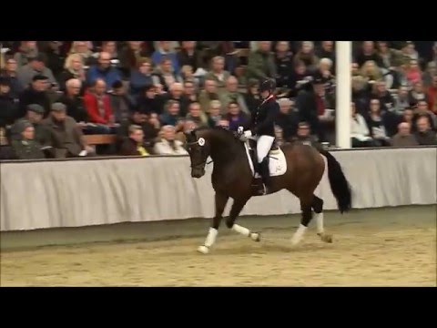 VICTORY bei der Landgestüt-Hengstschau 2016