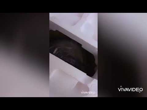 Kenwood electric  cooker