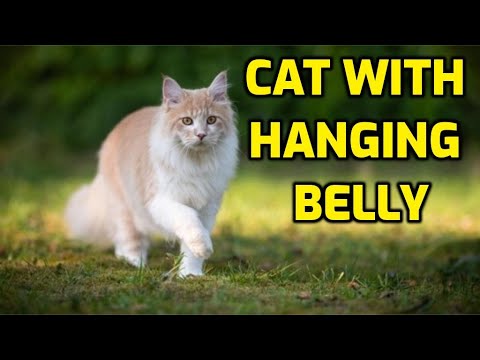 Why Do Cats Have Saggy Bellies?