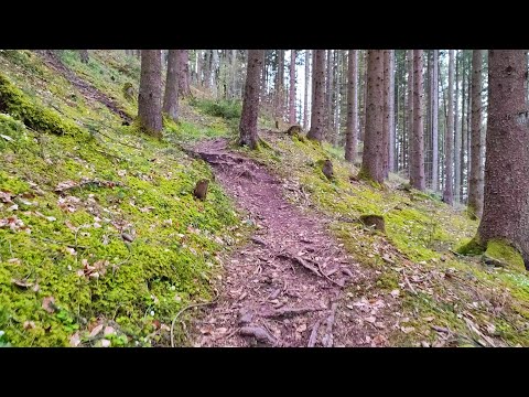 Forest Walk Tyrol Alps AUSTRIA • Virtual Walking Tour in 4K