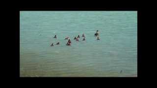 preview picture of video 'Merganser Ducks on Kenai Lake, Cooper Landing Alaska'