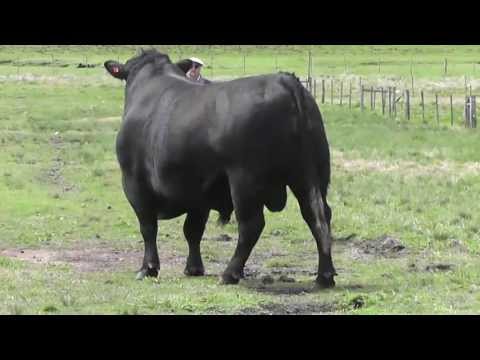 Angus De Primera - presentación pre Zafra 2013