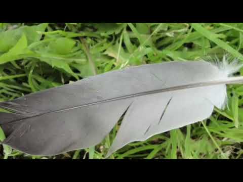 I Nevery give up on your Dream