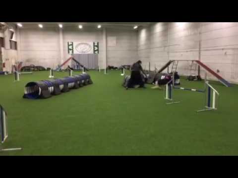 Maiju Fore 2016agility