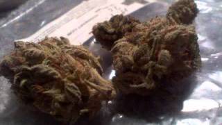 Brotha Lynch -  on my briefcase