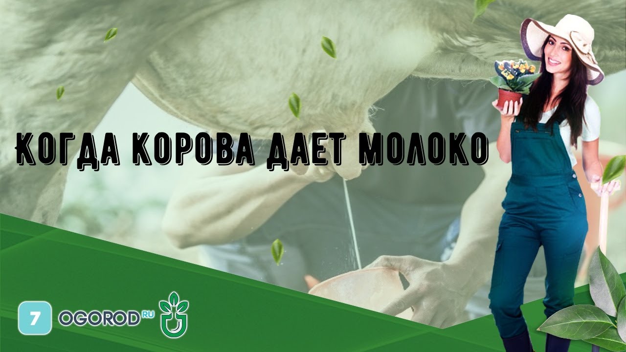 Когда корова дает молоко