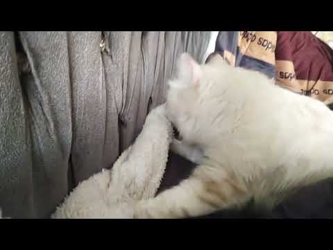 motaz Mazan 56 (part 1) fanmade