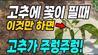고추에 꽃이필때 이것만하면 고추가 병없이 주렁주렁! 이때부터 다수확 가능해요