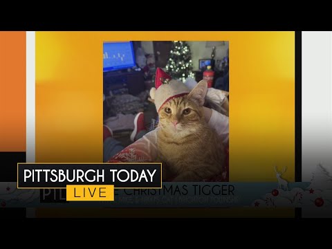 Your holiday pet pics - YouTube