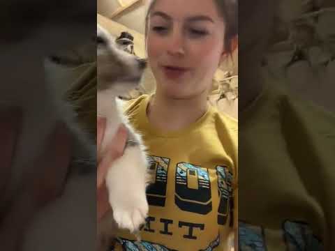 the young merle with Hannah Barron #dress #happynewyear #fireplace