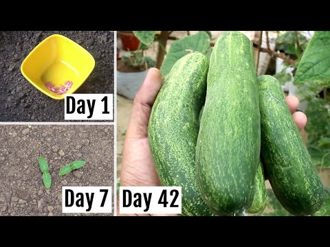 , title : 'FASTEST Way to Grow Cucumbers at Home - Seeds to Harvesting [42 Days UPDATES]'