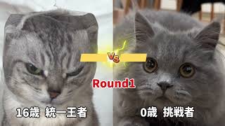 おやつの時だけ可愛い顔する猫『ロングver』#猫#猫動画 