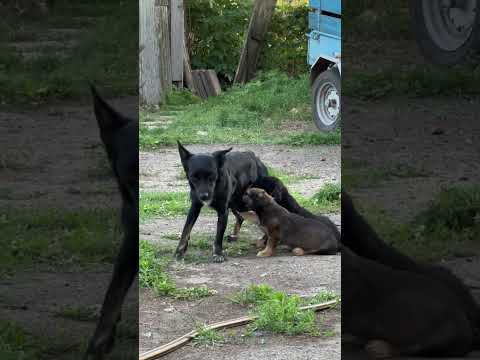 Швидко на коліні вам зробив відео під вечерю | село та сімʼя