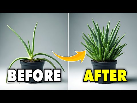 5 Secrets to Growing Aloe Vera FAST and EASY