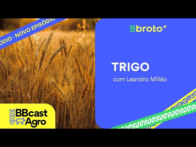Trigo: preços em alta, avanço da colheita e condições das lavouras | BBCast Agro – 09/09/2026