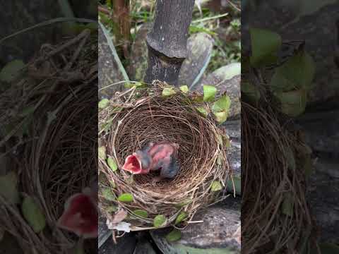 Esperança alada: pequenas porções salvam vidas de aves.