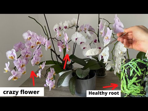 , title : 'Bir kaşık Verin Orkideler Bol Çiçek Açıp Sağlıklı Kökler Versin/Orkide Coşturan Gübre'