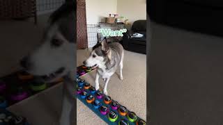 Dog asks for treat using buttons, it&#39;s so cute that owner caves.