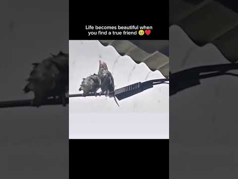 Life becomes beautiful when you find a true friend 🥹❤️