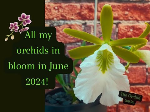 All my orchids in bloom in June 2024! :D