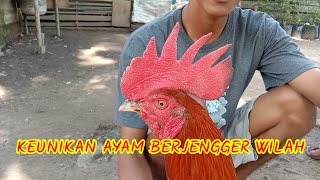 Download lagu Keunikan Ayam Berjengger Wilah... mp3