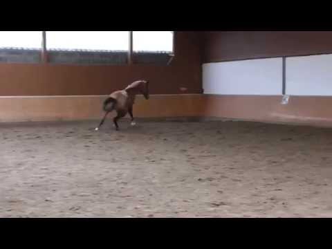 Landelin Januar 2015