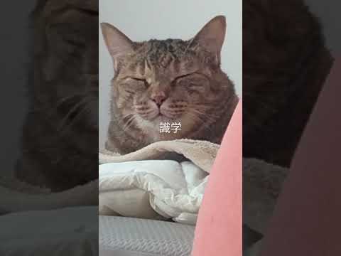 統合失調症:研究により、このペットを飼うこととの不思議な関係が明らかになった