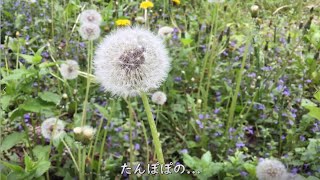 タンポポの中になにかいる！お庭でまったり、ぼくのお気に入りの場所。