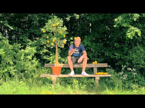 Chris Buntspecht - Zitronabam