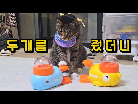 원하는 걸 고르라고 했더니..천재 고양이의 확실한 의사표현 (ft.오리퍼즐)