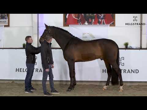 Revolution by Rocky Lee / Rouletto – stallion born 2013 (ENG)