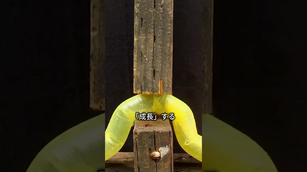 あなたの命を救うロボット