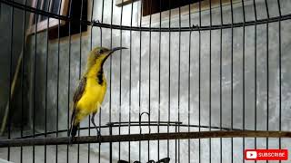 Download lagu SOGON BAHAN MANAPUN PASTI LANGSUNG RESPON DAN IKUT BUNYI mp3 Download lagu SOGON BAHAN MANAPUN PASTI LANGSUNG RESPON DAN IKUT BUNYI mp3