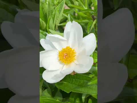 アジアユリの植え方は？メンテナンスと開花  庭園