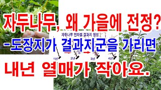 자두나무 가을전정. 도장지가 결과지군에 햇빛을 가리면 가을전정 해야 (과일나무 가꾸기, 과일나무 전정, 과일…