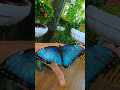 Dubai Butterfly Garden ✨ 52 AED resident offer! Stunning butterfly art! 🦋🌈#Dubai #ButterflyGarden